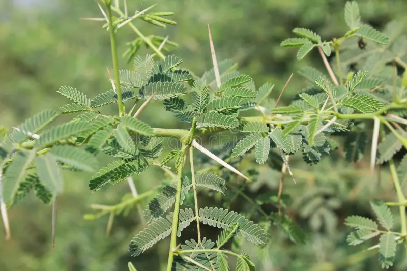 Acacia du Sénégal